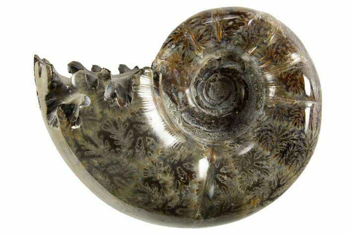 Polished, Chambered Ammonite (Argonauticeras) Fossil - Madagascar #327340